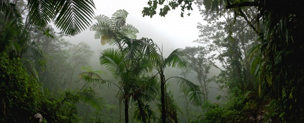 pic-tropical-rainforest-jungle pic-tropical-rainforest-jungle
