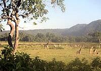 pic-africa-savanna-giraffes-bg pic-africa-savanna-giraffes-bg